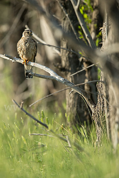 Merlin (Falco columbarius)