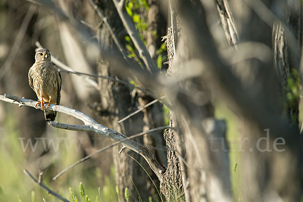 Merlin (Falco columbarius)