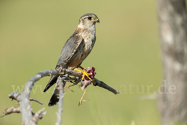 Merlin (Falco columbarius)