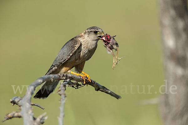 Merlin (Falco columbarius)