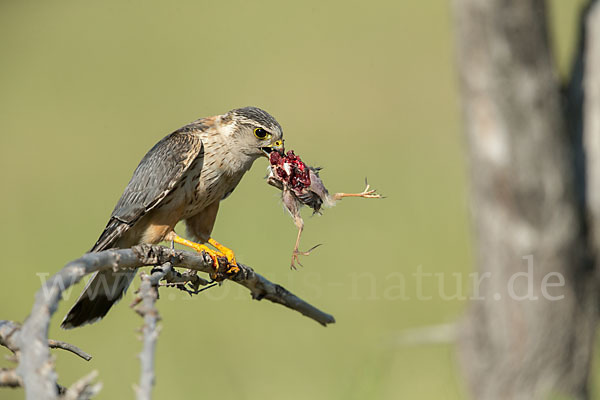 Merlin (Falco columbarius)