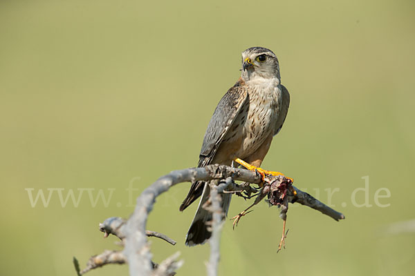 Merlin (Falco columbarius)