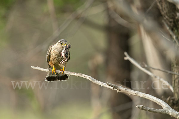 Merlin (Falco columbarius)