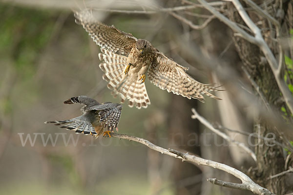 Merlin (Falco columbarius)