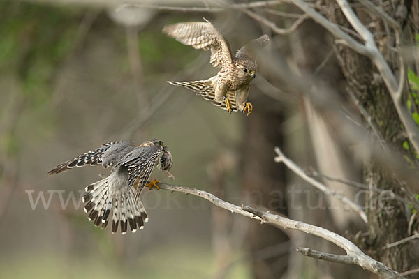 Merlin (Falco columbarius)