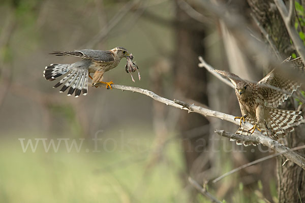 Merlin (Falco columbarius)