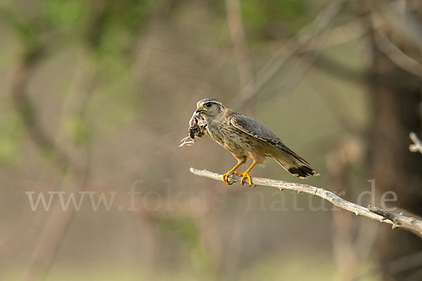 Merlin (Falco columbarius)