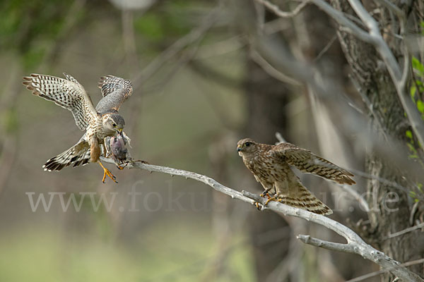 Merlin (Falco columbarius)