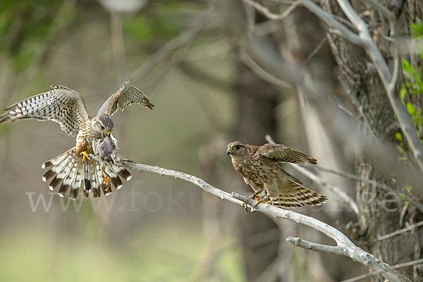 Merlin (Falco columbarius)