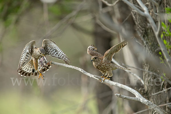 Merlin (Falco columbarius)