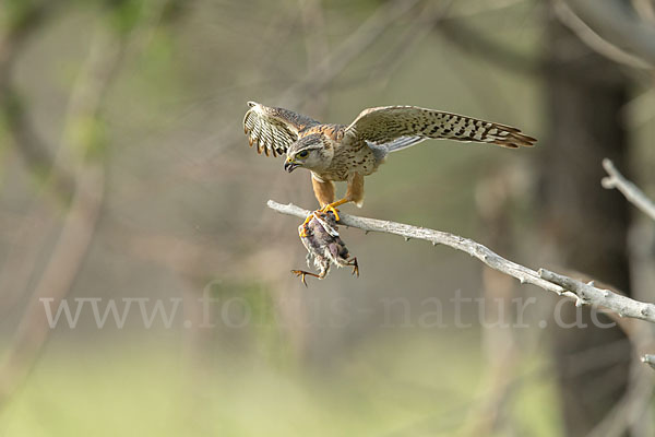 Merlin (Falco columbarius)