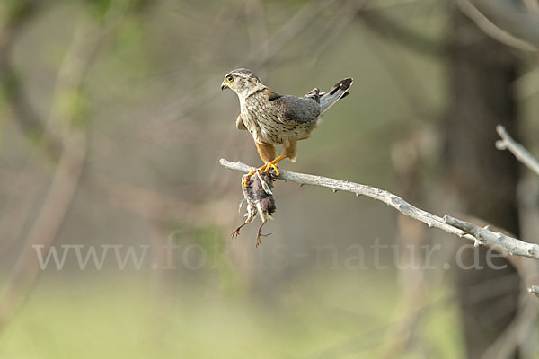 Merlin (Falco columbarius)