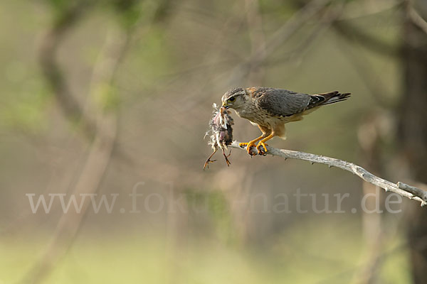 Merlin (Falco columbarius)