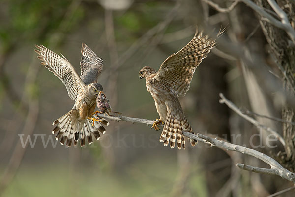 Merlin (Falco columbarius)