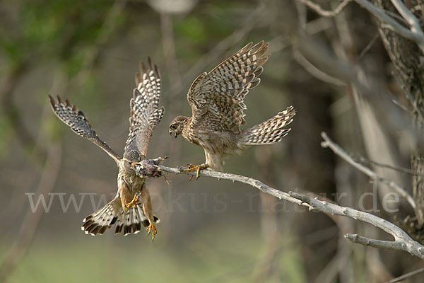 Merlin (Falco columbarius)