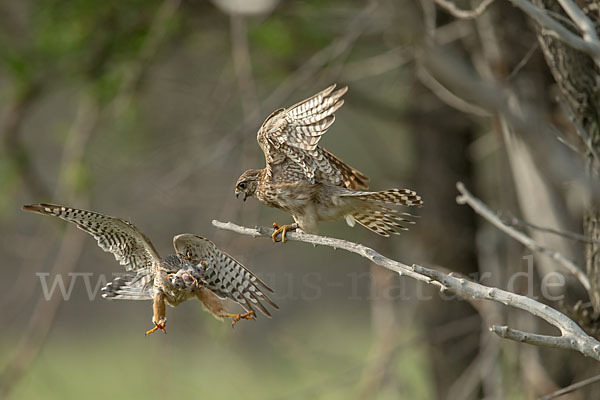 Merlin (Falco columbarius)