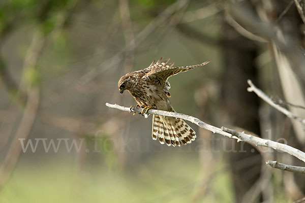 Merlin (Falco columbarius)