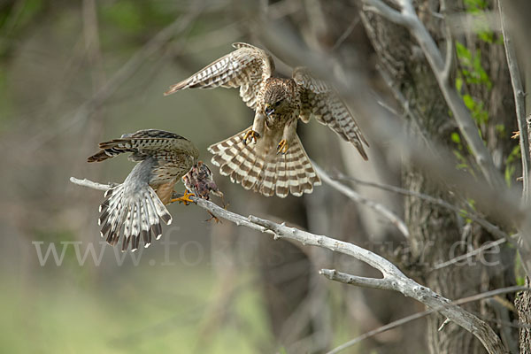 Merlin (Falco columbarius)