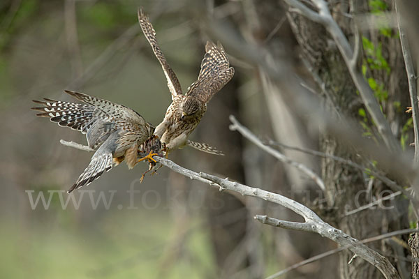 Merlin (Falco columbarius)