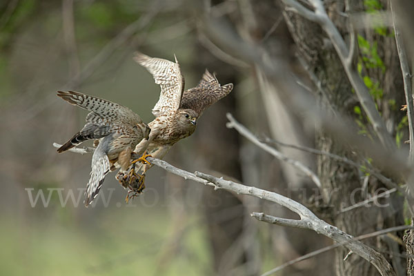 Merlin (Falco columbarius)