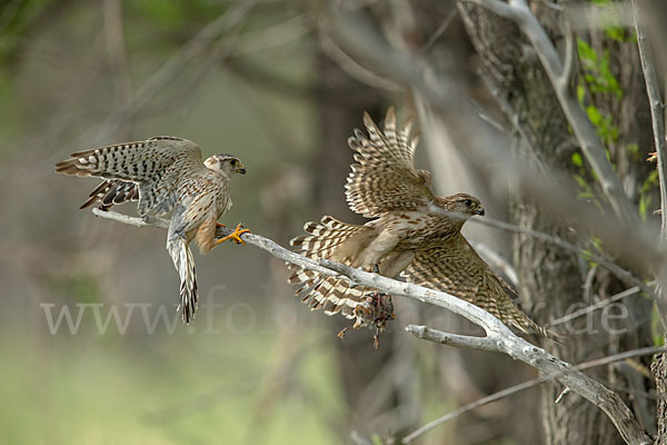 Merlin (Falco columbarius)