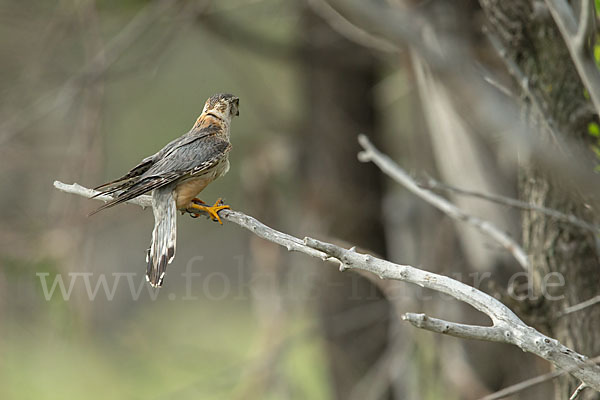 Merlin (Falco columbarius)