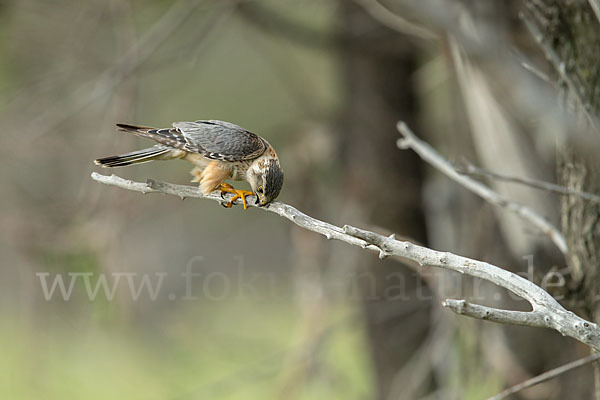 Merlin (Falco columbarius)