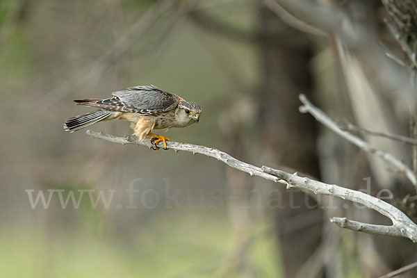 Merlin (Falco columbarius)