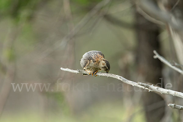 Merlin (Falco columbarius)