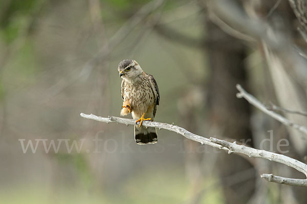 Merlin (Falco columbarius)