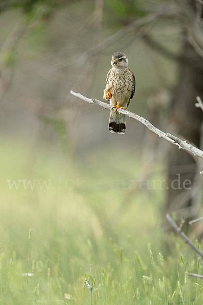 Merlin (Falco columbarius)