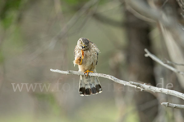 Merlin (Falco columbarius)