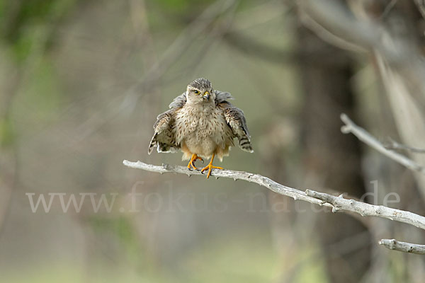 Merlin (Falco columbarius)