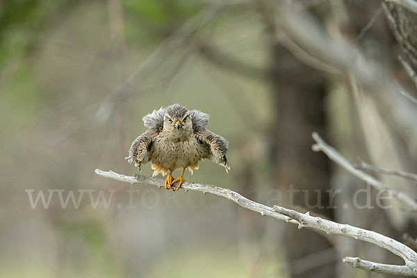 Merlin (Falco columbarius)