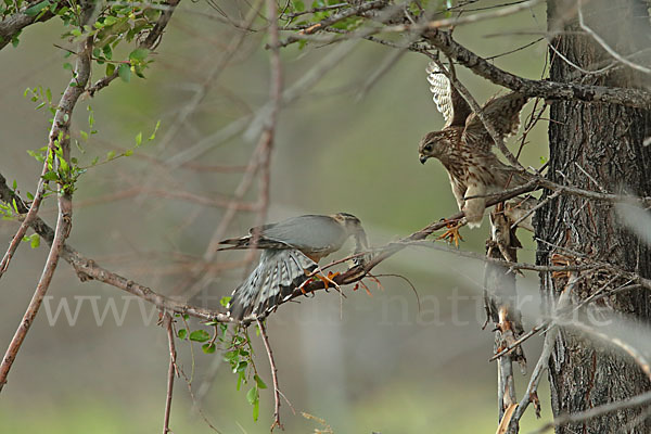 Merlin (Falco columbarius)