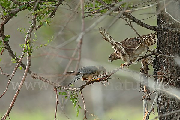 Merlin (Falco columbarius)