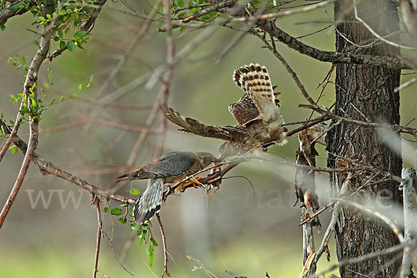 Merlin (Falco columbarius)