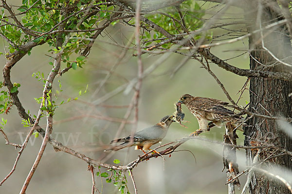 Merlin (Falco columbarius)