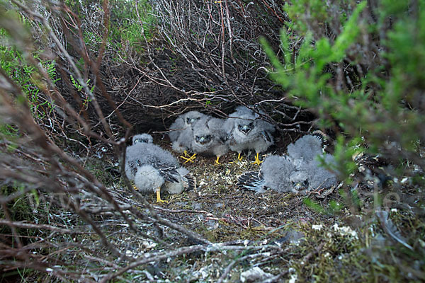 Merlin (Falco columbarius)