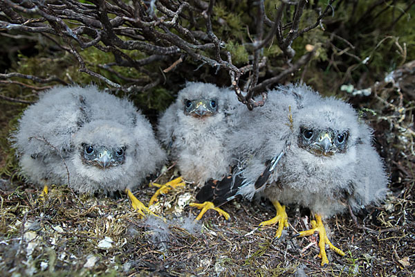 Merlin (Falco columbarius)