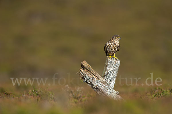 Merlin (Falco columbarius)