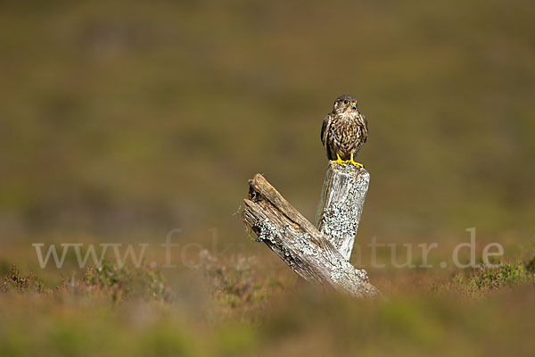 Merlin (Falco columbarius)