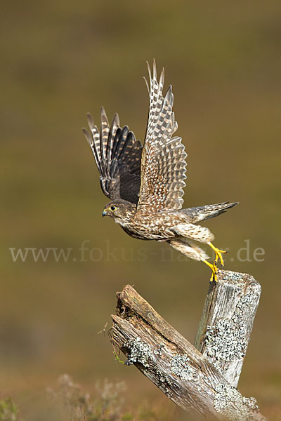 Merlin (Falco columbarius)