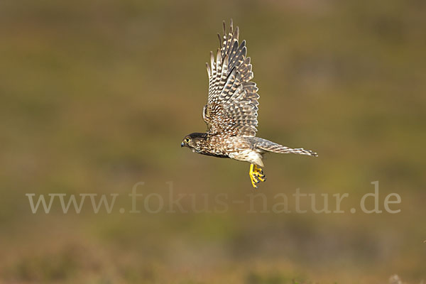 Merlin (Falco columbarius)