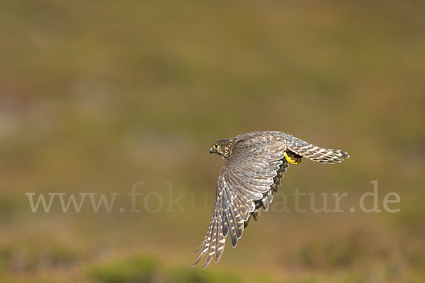 Merlin (Falco columbarius)