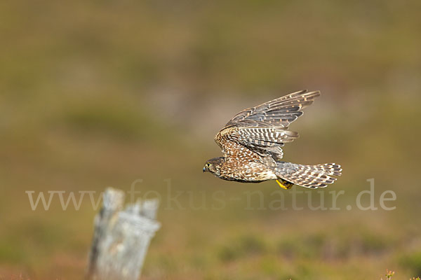 Merlin (Falco columbarius)