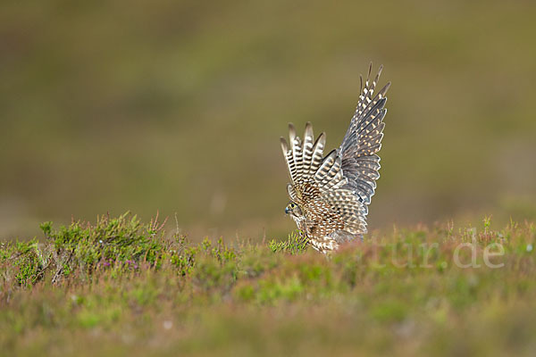 Merlin (Falco columbarius)