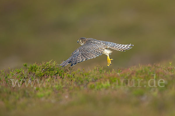 Merlin (Falco columbarius)