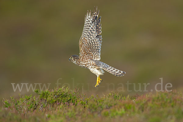 Merlin (Falco columbarius)