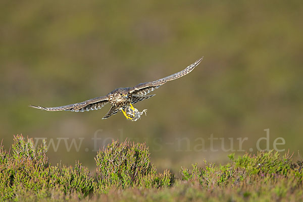 Merlin (Falco columbarius)